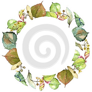 Green leaves linden. Leaf plant botanical garden floral foliage. Frame border ornament square.