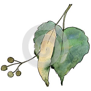 Green leaves linden. Leaf plant botanical garden floral foliage. Isolated illustration element.