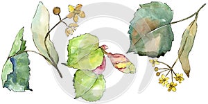 Green leaves linden. Leaf plant botanical garden floral foliage. Isolated illustration element.