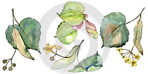 Green leaves linden. Leaf plant botanical garden floral foliage. Isolated illustration element.