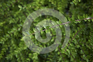Green leaves of Lonicera nitida