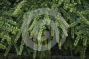 Green leaves of Lonicera nitida