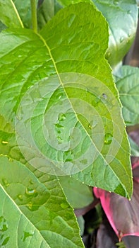 Green leaves that look fresh after being drenched in water