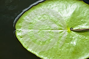 Green leaves of lotus flower
