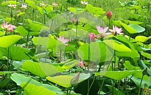 Green leaves with lotus flowers and buds.