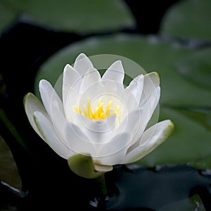 The Green Leaves of Lotus