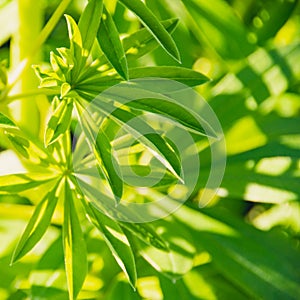 Green leaves of lupine under sun rays. Free space for text