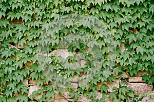 Green leaves of maiden grapes on a stone wall.