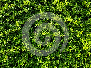 Green leaves for make the background