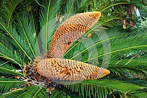 Green leaves and male cone of Cycas revoluta, a species of gymnosperm in the family Cycadaceae. Cycas is a genus of plants