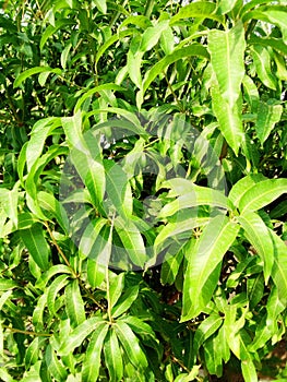 Green Leaves Of A Mango Tree