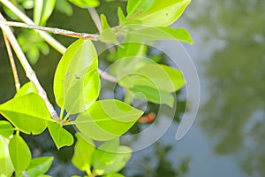 Green leaves of mangrove tree