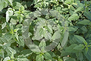 Green leaves of many nettles in closeup