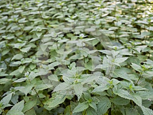 Green leaves of many nettles in closeup