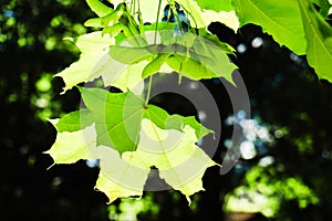 Green maple leaves in the sun