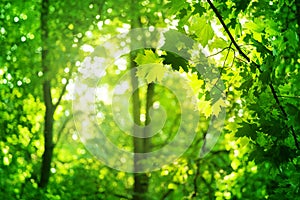 Green leaves on maple tree branches on blurred sunny forest background close up, lush foliage soft focus, beautiful summer day