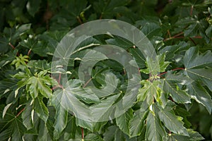 green leaves of a maple tree with petioles