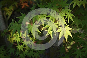 Green leaves of the maple trees
