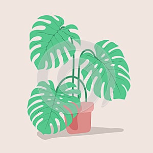 Green leaves of monstera in a brown flower pot. Flat vector succ