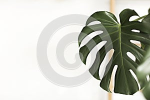 Green leaves of monstera or leaf philodendron the tropical foliage plant growing in wild isolated on white background