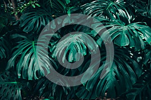 Green leaves of Monstera philodendron, plant growing in botanical garden, tropical forest plants, evergreen vines