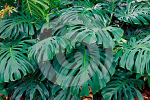 Green leaves of Monstera philodendron, plant growing in botanical garden, tropical forest plants, evergreen vines