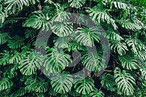 Green leaves of Monstera philodendron plant growing in greenhouse, tropical forest plant, evergreen vines abstract