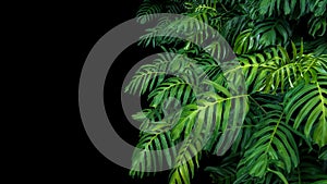 Green leaves of Monstera philodendron plant growing in wild, the