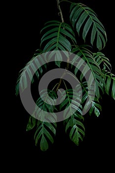 Green leaves of Monstera philodendron plant growing in wild, the