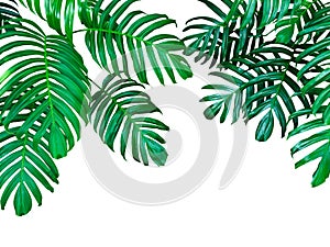 Green leaves of Monstera philodendron the tropical forest plant, evergreen vine isolated on white background, clipping path