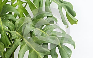 Green leaves of a Monstera plant