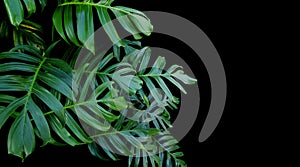 Green leaves of Monstera plant growing in wild, the tropical for