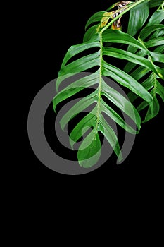 Green leaves of Monstera plant growing in wild, the tropical for