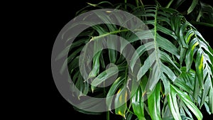 Green leaves of Monstera plant growing in wild, the tropical eve