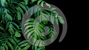 Green leaves of Monstera plant growing in wild, the tropical for