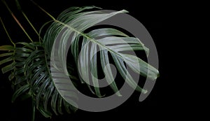 Green leaves of Monstera plant growing in wild, the tropical for