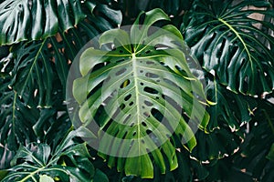 Green leaves of Monstera plant growing in the wild tropical forest. Evergreen vines abstract dark background. Template