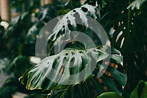 Green leaves of Monstera plant growing in the wild tropical forest. Evergreen vines abstract dark background. Template