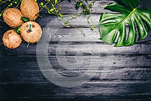 Green leaves of Monstera plant growing in wild, the tropical forest plant on black background. The coconut is the white flesh of t