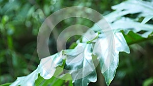 Green leaves of Monstera plant growing in wild, the tropical forest plant, Botanical Garden leaves