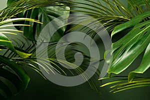 Green leaves of Monstera plant growing in wild, the tropical forest plant, summer palm background