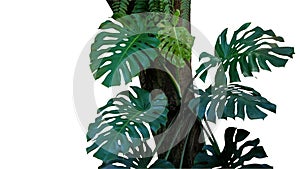 Green leaves of monstera or split-leaf philodendron Monstera de