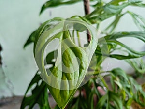 green leaves of monstera or split-leaf philodendron (Monstera deliciosa).