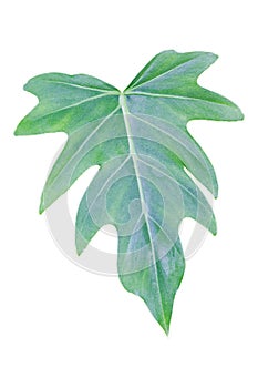 Green Leaves Of Monstera Split-Leaf Philodendron Tropical Foliage Plant Growing In Wild Isolated On White Background, Floral