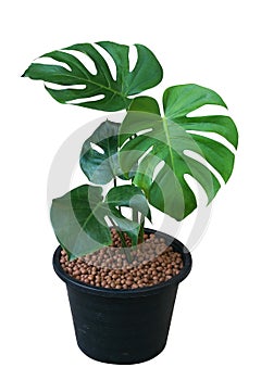 Green leaves Monstera tree in black plastic pot, tropical plant evergreen vine isolated on white background, clipping path