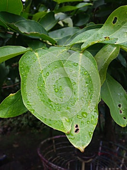green leaves in the morning
