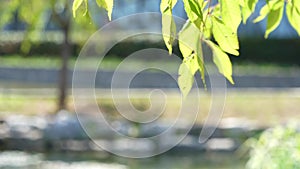 Green leaves moving and shining in the sunlight in a botanic garden