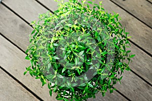 Green leaves of myrtle tree