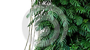 Green leaves of native Monstera Epipremnum pinnatum liana plan