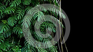 Green leaves of native Monstera Epipremnum pinnatum liana plan